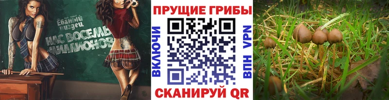 мега ТОР  Бирск  Галлюциногенные грибы Cubensis 