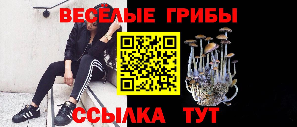 Псилоцибиновые грибы Psilocybe  Вход с VPN  Бирск 